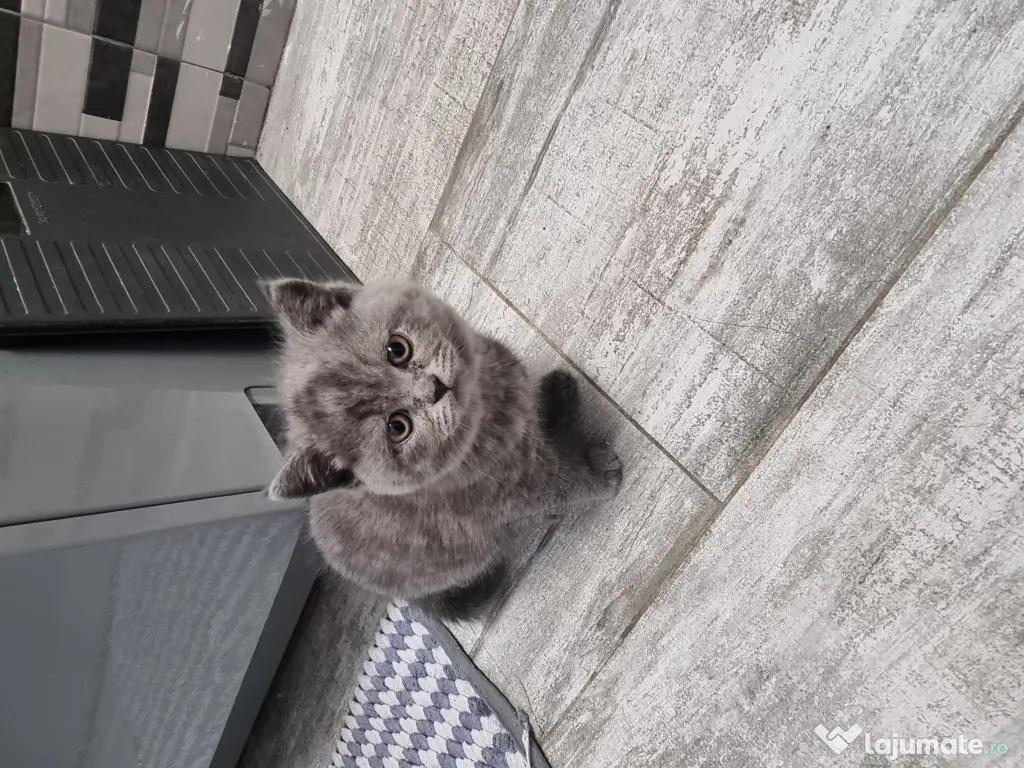 Pui british shorthair 