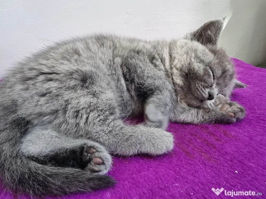Pui british shorthair 