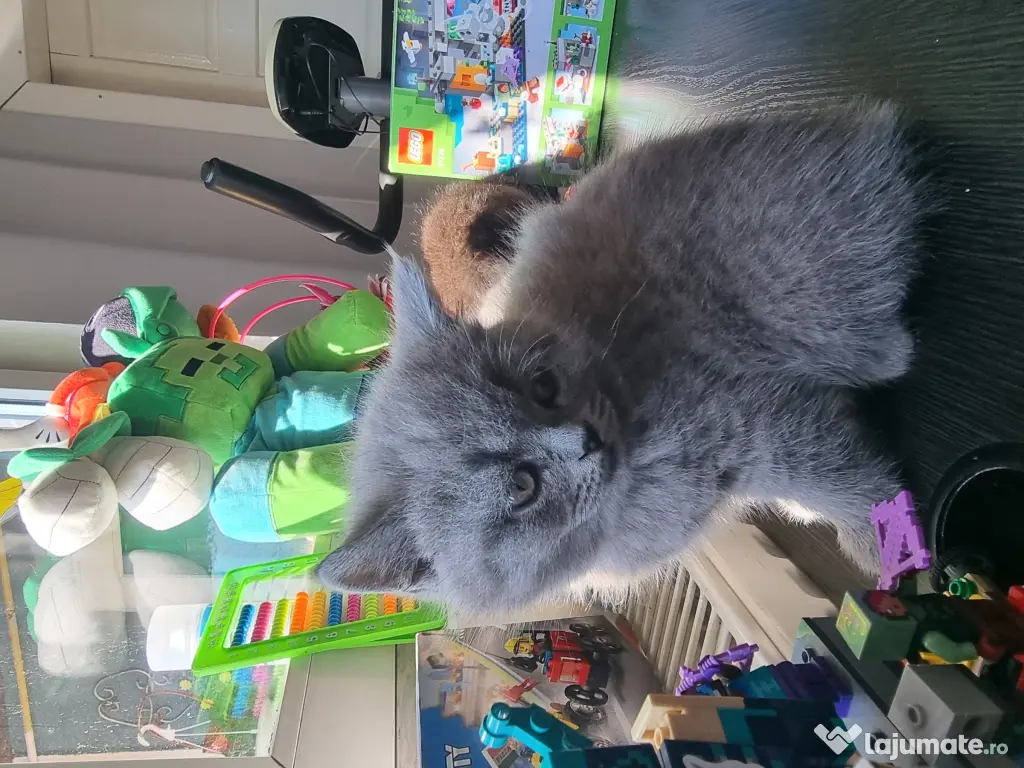 Pui british shorthair 