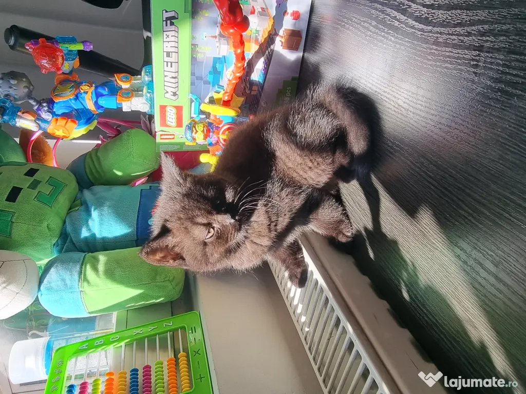 Pui british shorthair 