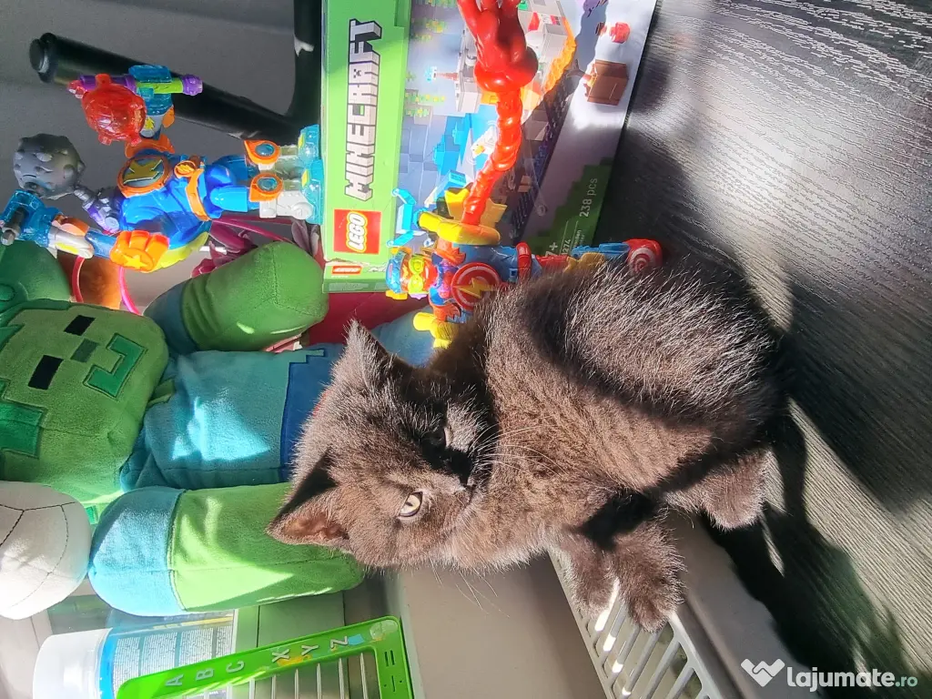 Pui british shorthair 