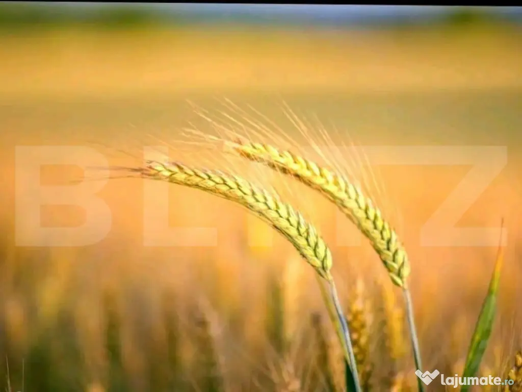 Teren agricol extravilan, 1585 Ha, zona Valea Muresului