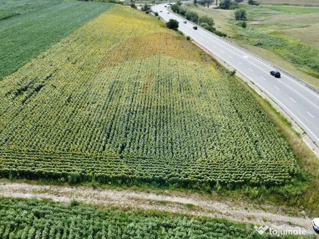 Teren 3,500mp Ilisesti / Strada Principala 