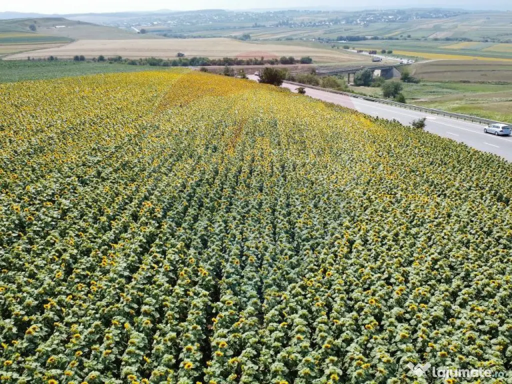 Teren 3,500mp Ilisesti / Strada Principala 