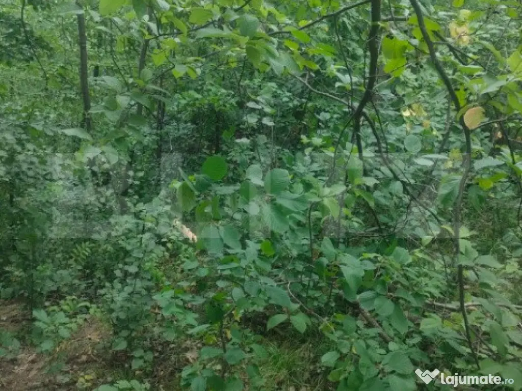 Teren intravilan, 5857 mp, Baltati, Horodnicu de Sus