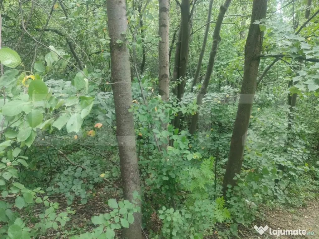 Teren intravilan, 5857 mp, Baltati, Horodnicu de Sus