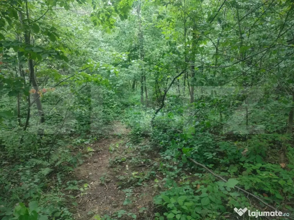 Teren intravilan, 5857 mp, Baltati, Horodnicu de Sus