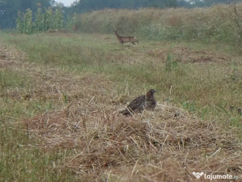 Terenuri IN RATE 500 €/luna, teren 25€ Peris, Tancabesti 