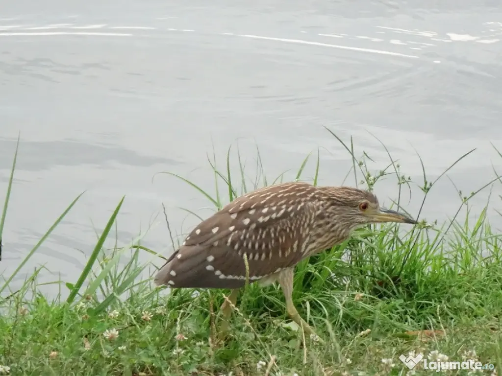 Terenuri IN RATE 500 €/luna, teren 25€ Peris, Tancabesti 