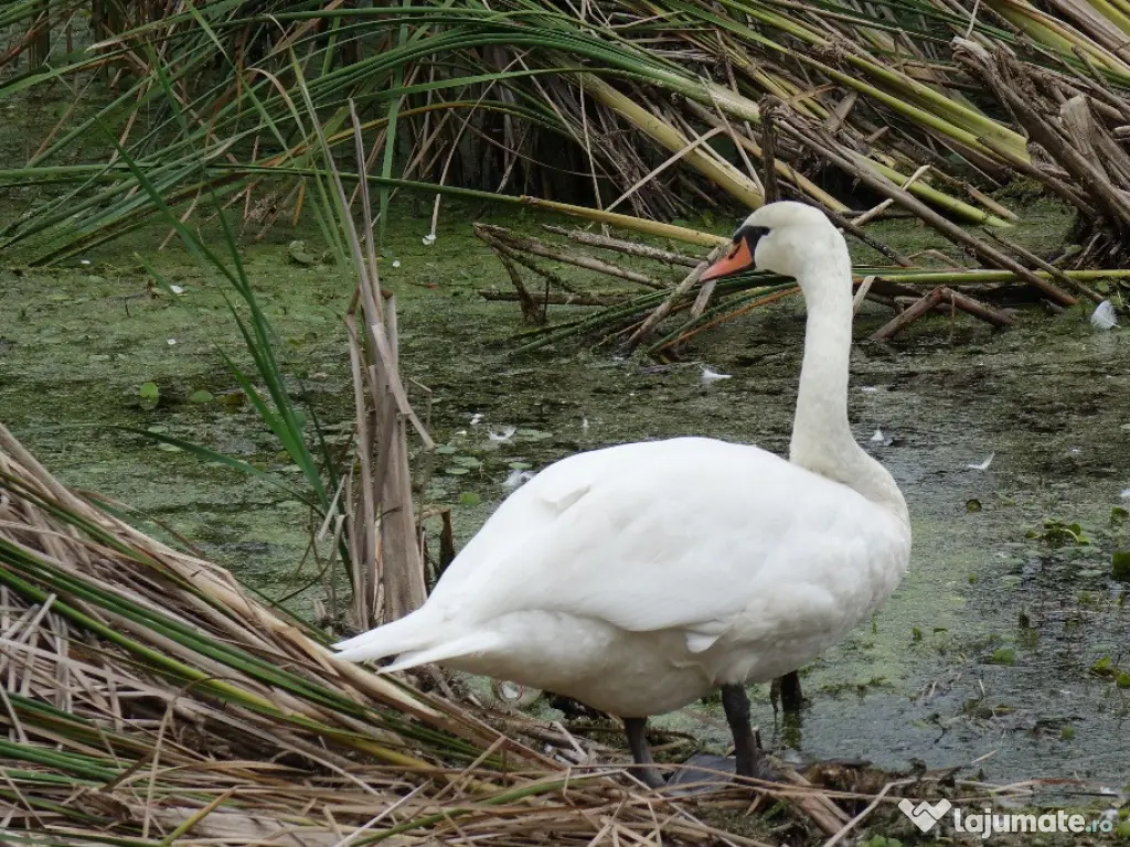 Terenuri IN RATE 500 €/luna, teren 25€ Peris, Tancabesti 