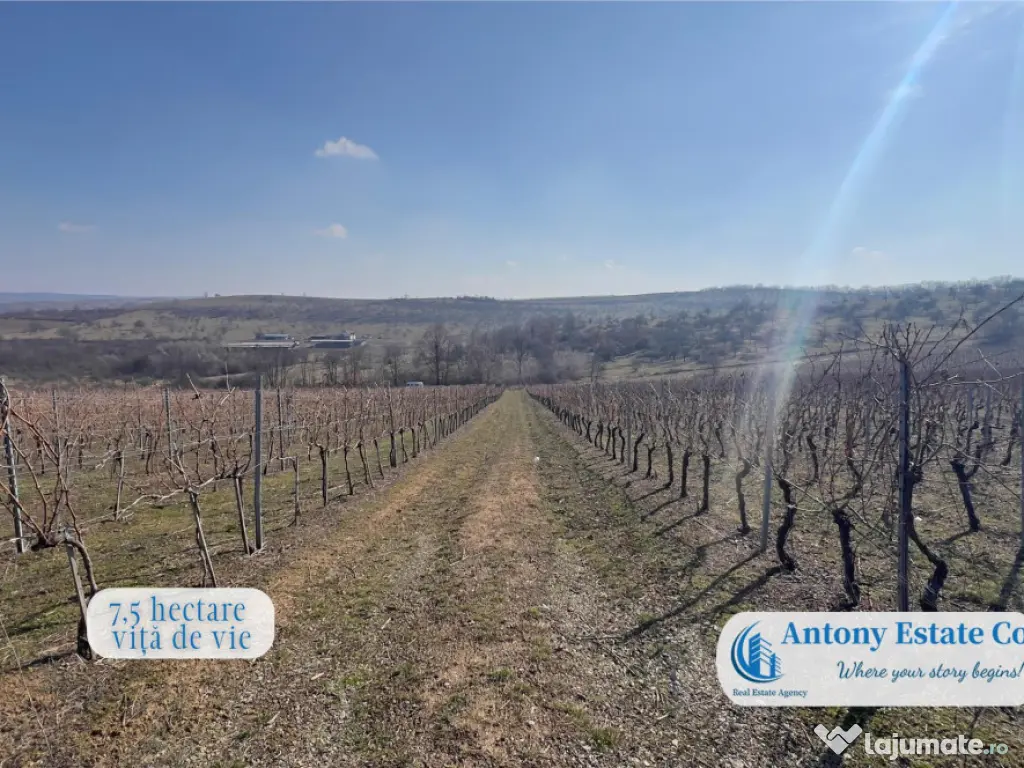 Oportunitate de investitie, Ferma Padurea Galbena - Cehal,