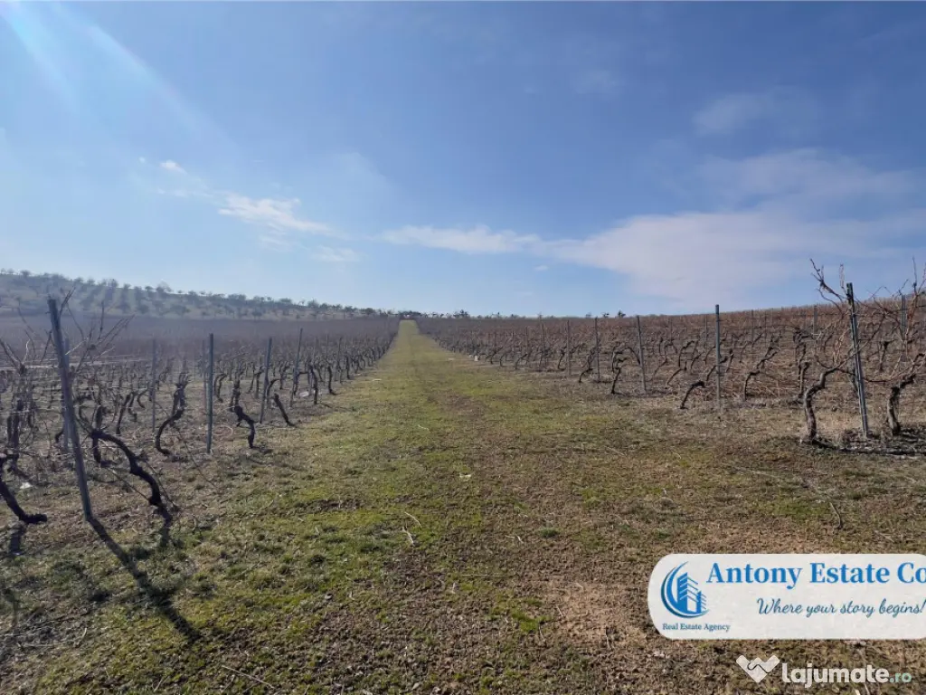 Oportunitate de investitie, Ferma Padurea Galbena - Cehal,