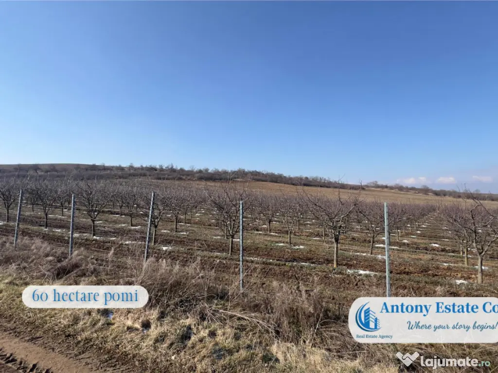 Oportunitate de investitie, Ferma Padurea Galbena - Cehal,