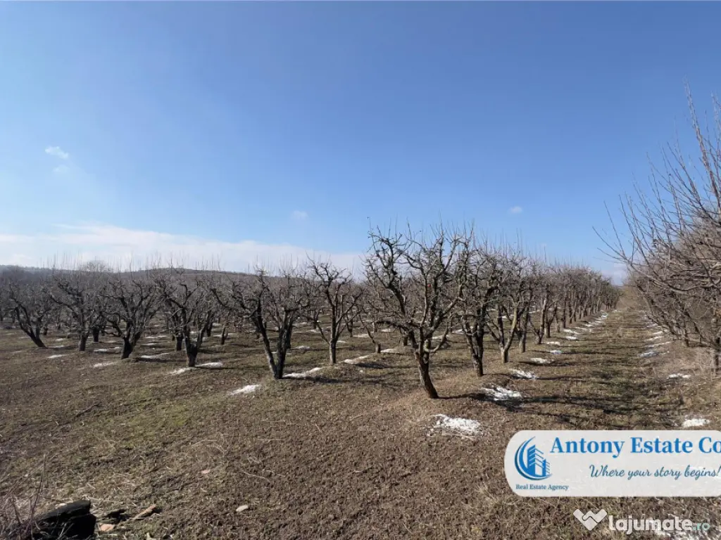 Oportunitate de investitie, Ferma Padurea Galbena - Cehal,