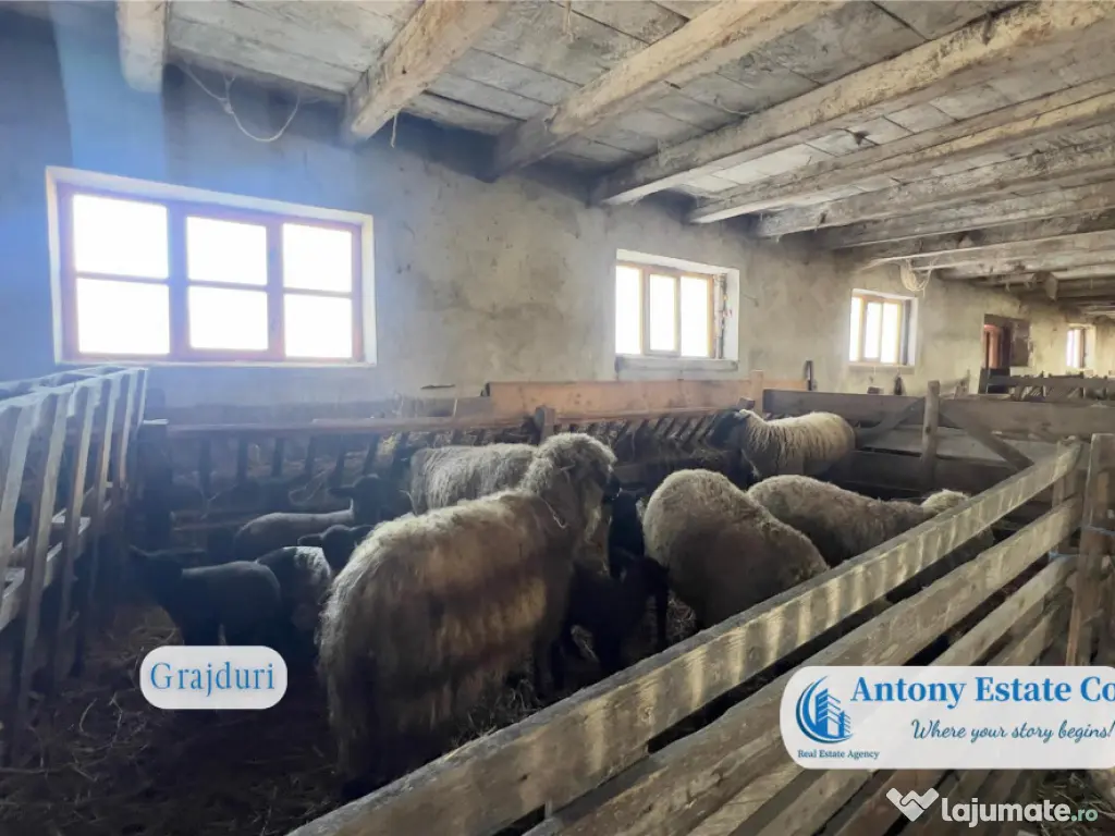 Oportunitate de investitie, Ferma Padurea Galbena - Cehal,