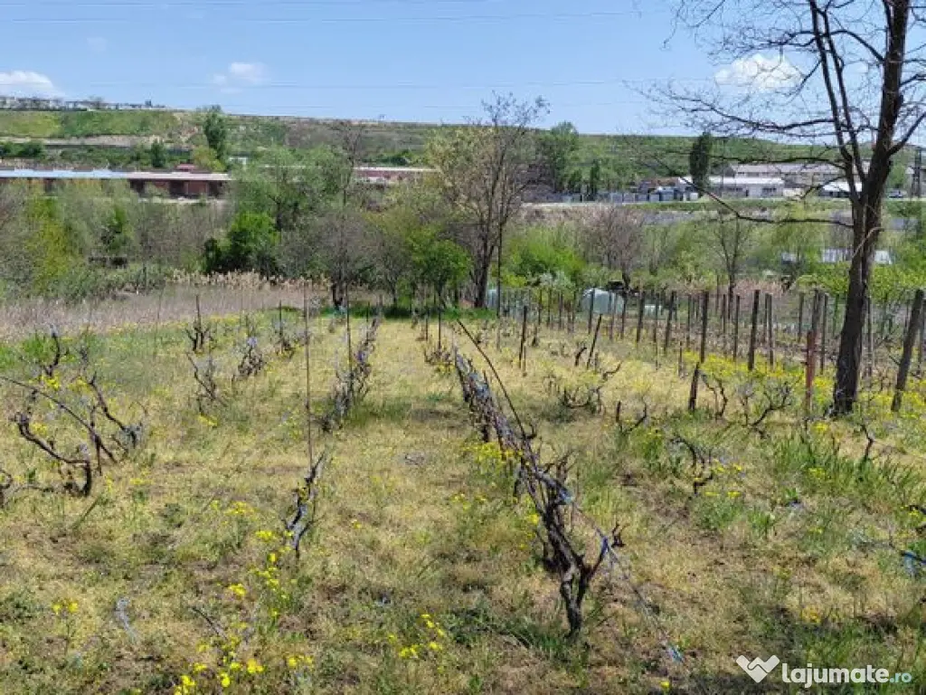 Teren intravilan 3.250 mp în Filești – Ideal pentru c... 