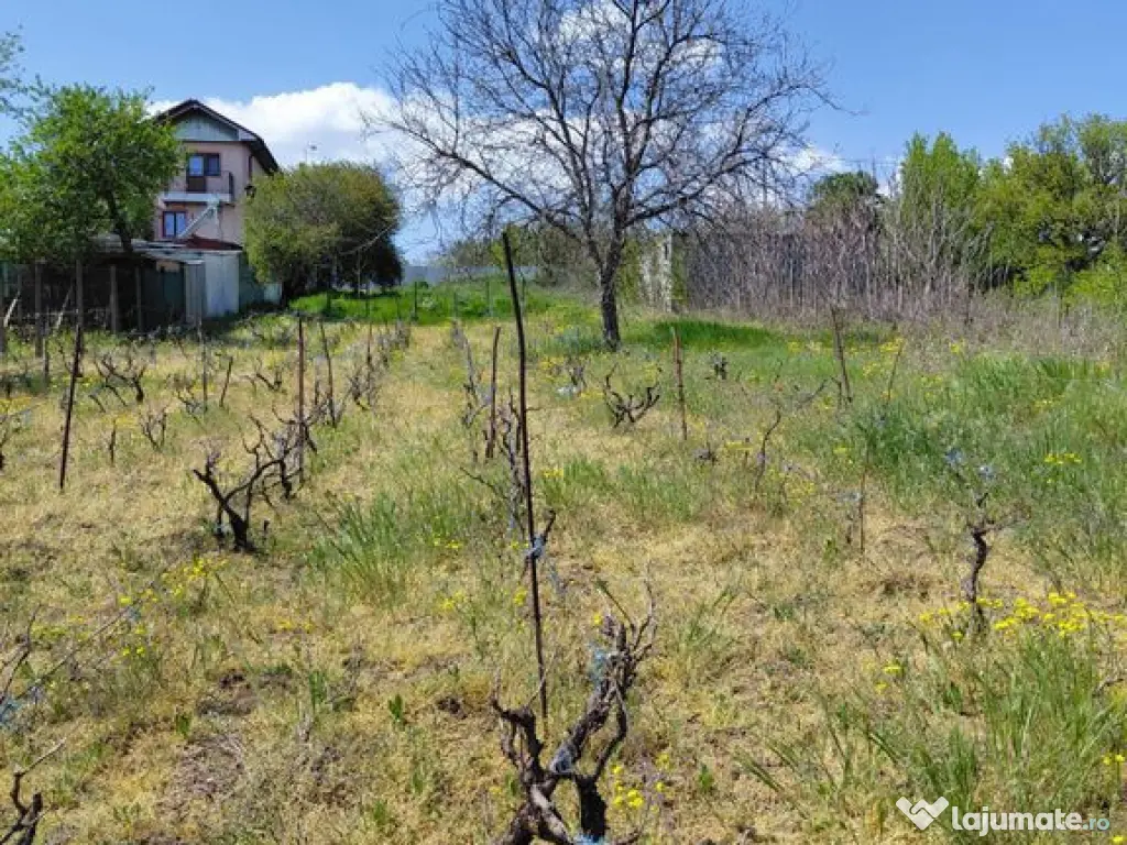 Teren intravilan 3.250 mp în Filești – Ideal pentru c... 