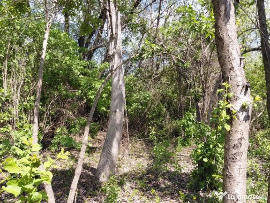 Teren intravilan 3.250 mp în Filești – Ideal pentru c... 