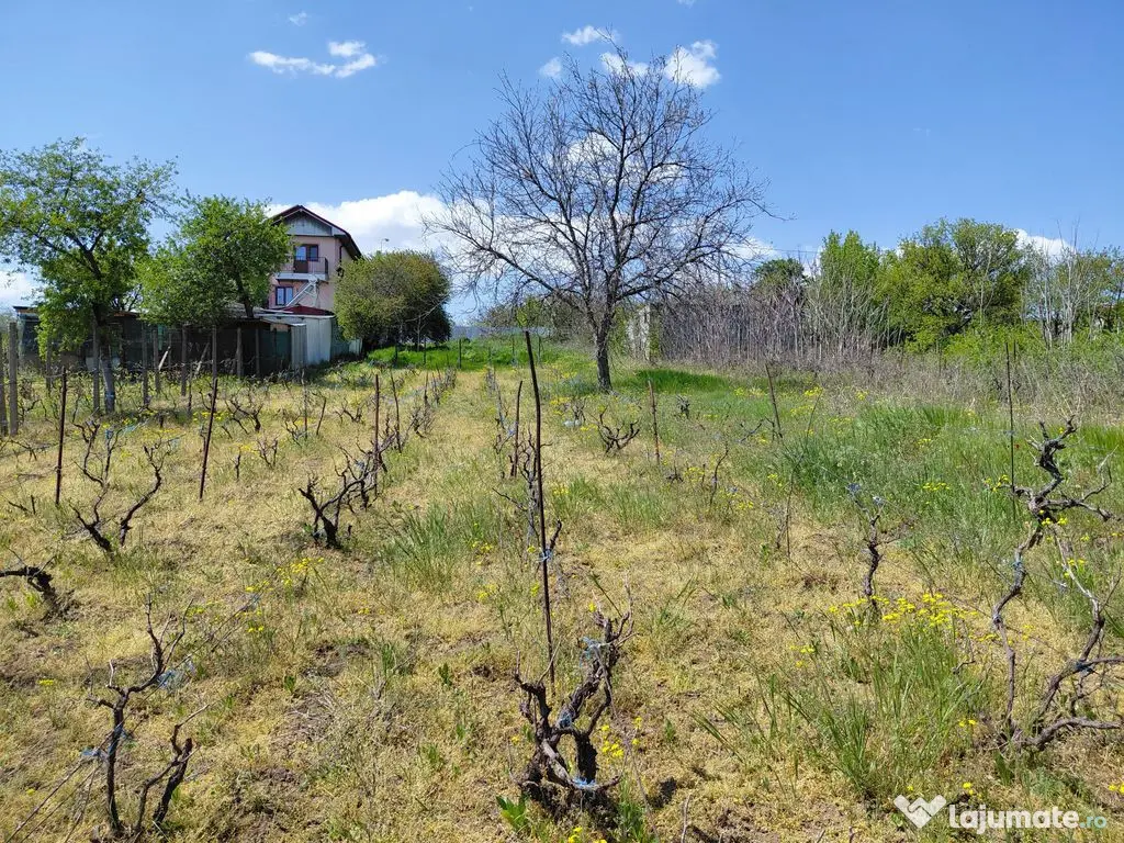 Teren intravilan 3.250 mp în Filești – Ideal pentru c... 