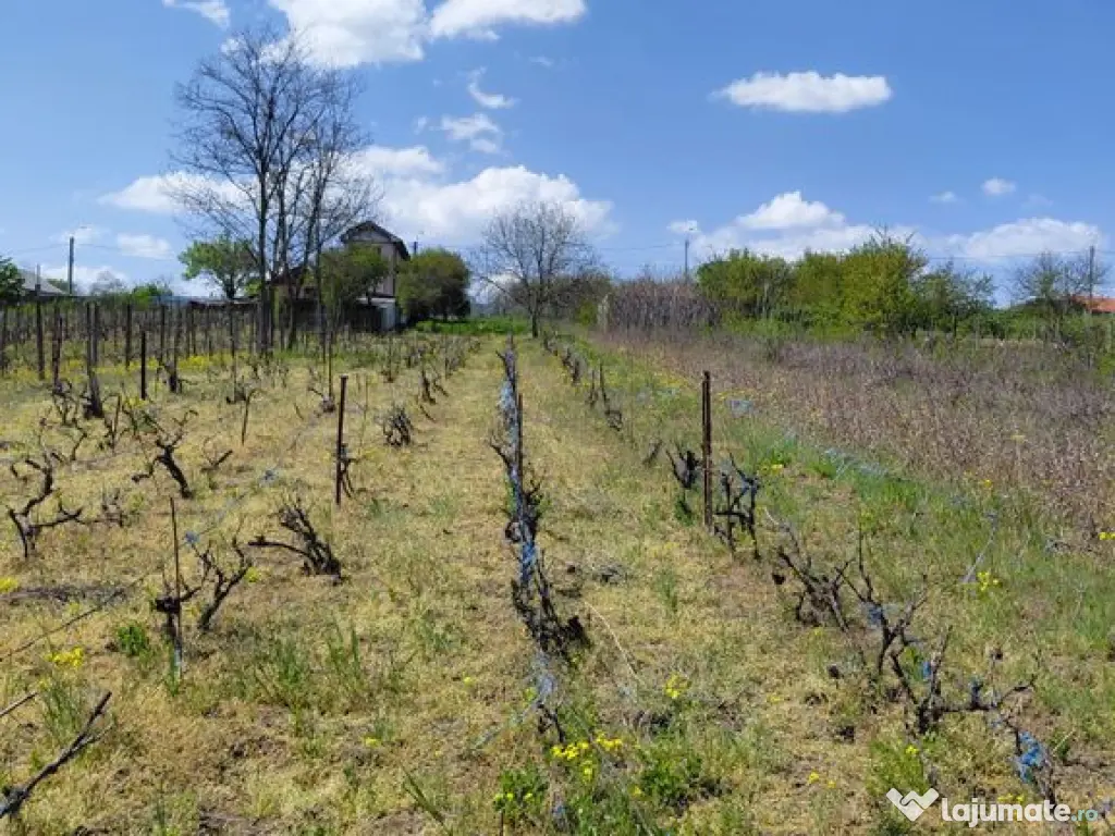 Teren intravilan 3.250 mp în Filești – Ideal pentru c... 