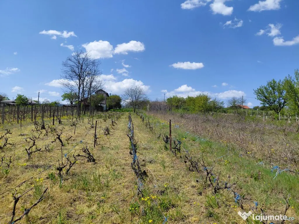 Teren intravilan 3.250 mp în Filești – Ideal pentru c... 