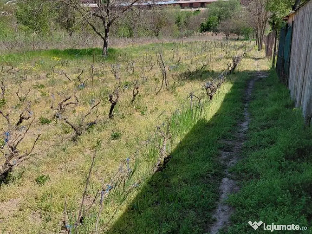 Teren intravilan 3.250 mp în Filești – Ideal pentru c... 