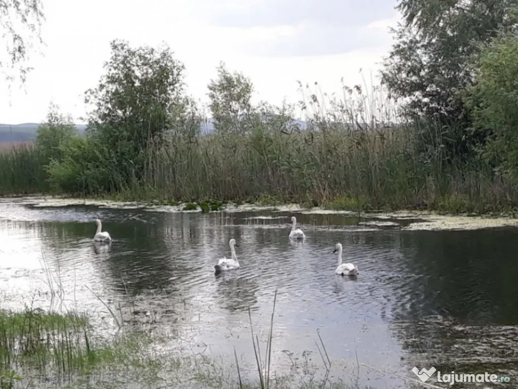 CASLITA- TEREN 1629 MP, IESIRE LA BALTA CASLA