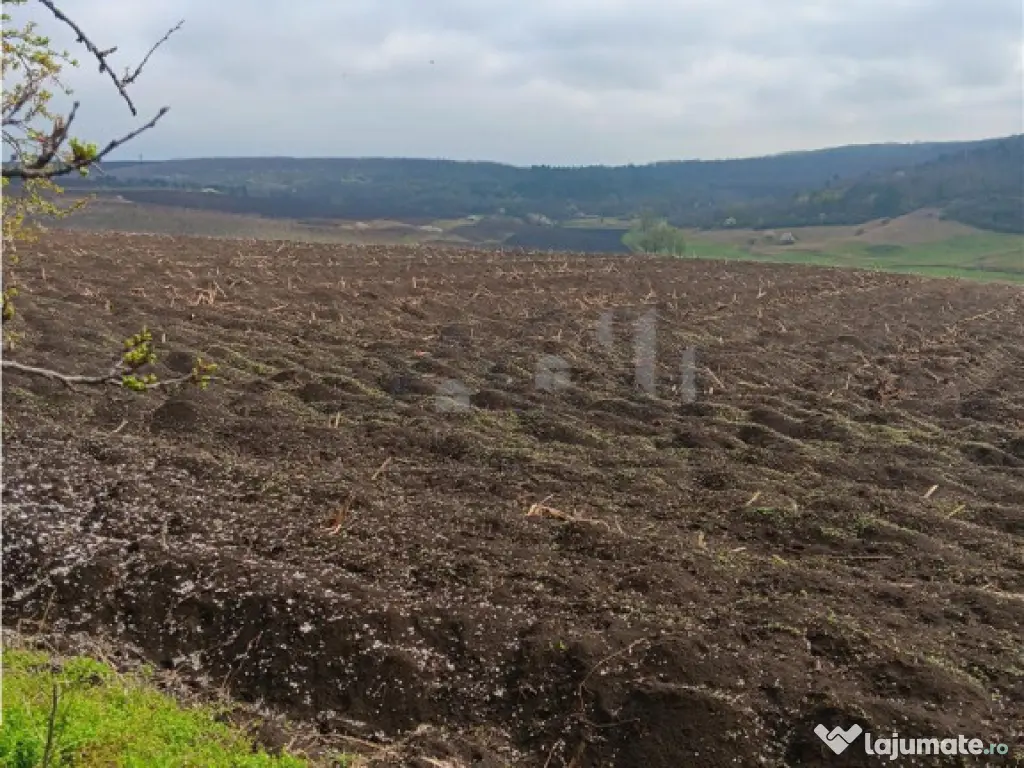 Aroneanu - Dorobant TEREN 46000mp PUZ realizat 59 de case la 