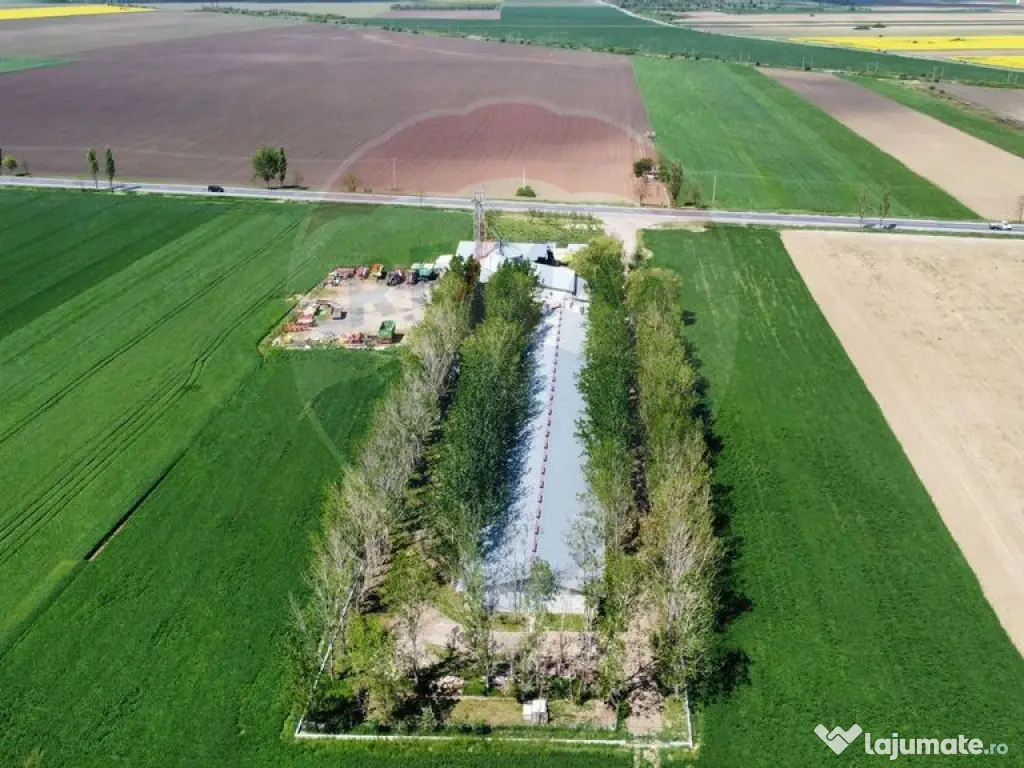 Ferma porcine la cheie 