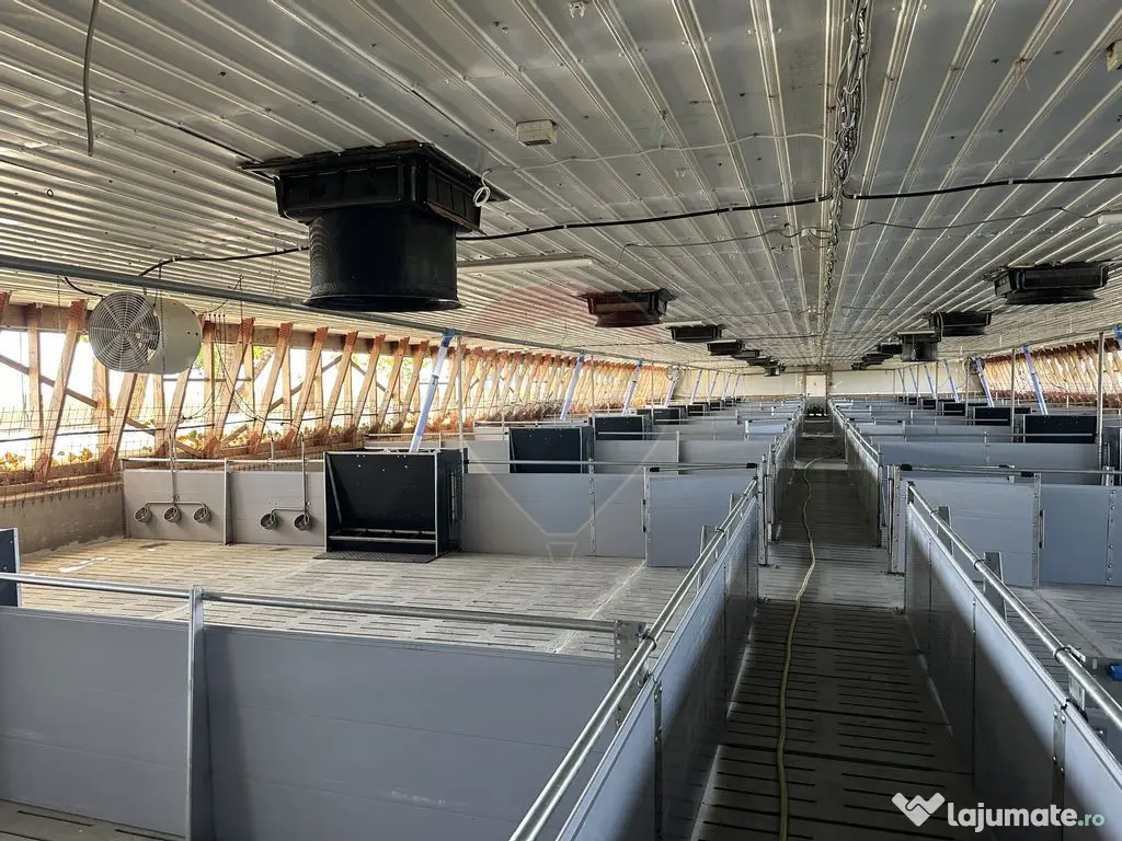 Ferma porcine la cheie 