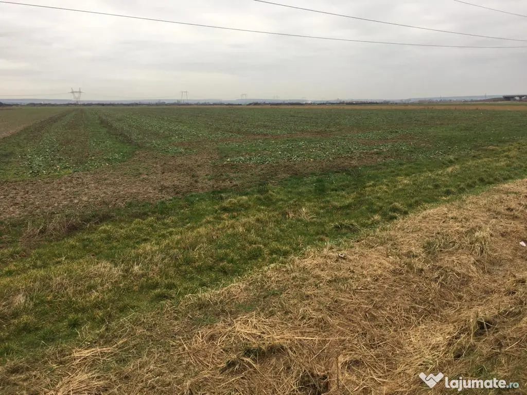 Reco Teren Intravilan in Chiribis 