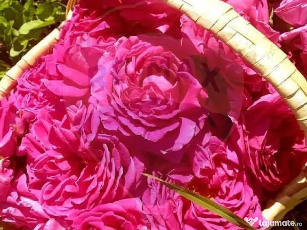 TEREN extravilan- 6 E/MP- CU PLANTATIE DE TRANDAFIRI! Tel...