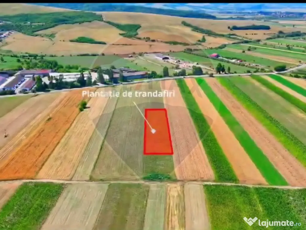 TEREN extravilan- 6 E/MP- CU PLANTATIE DE TRANDAFIRI! Tel...