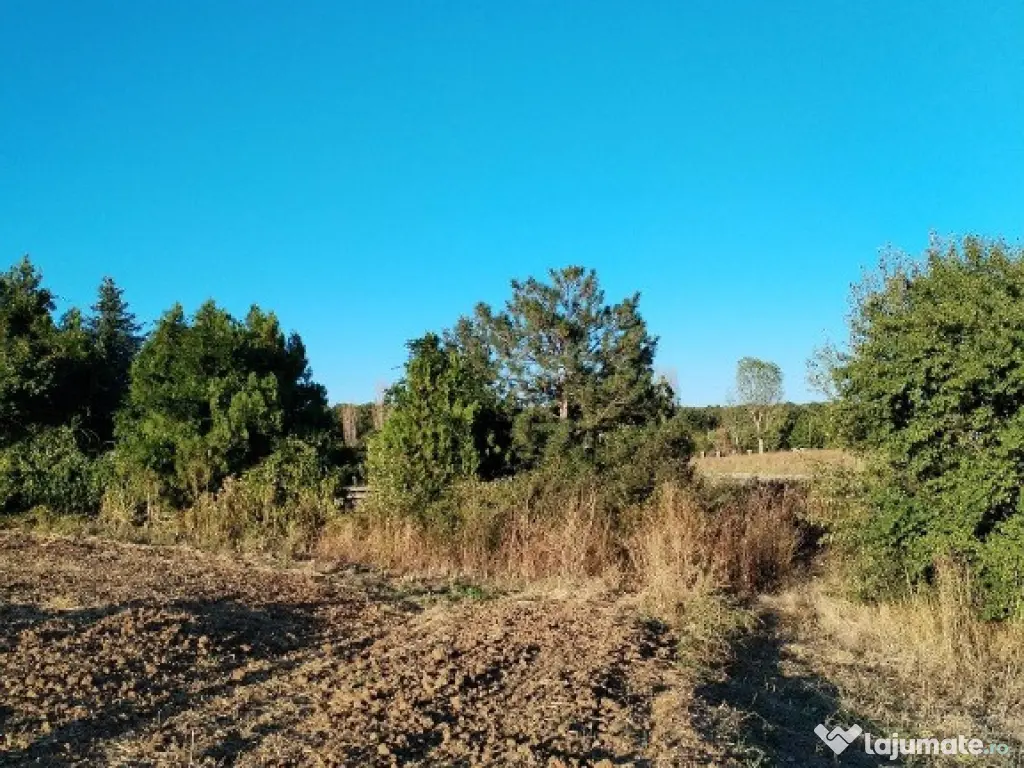 Ciolpani, spre Izvorani - COR, vanzare teren 5000mp. 