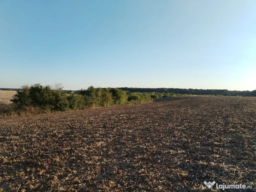 Ciolpani, spre Izvorani - COR, vanzare teren 5000mp. 