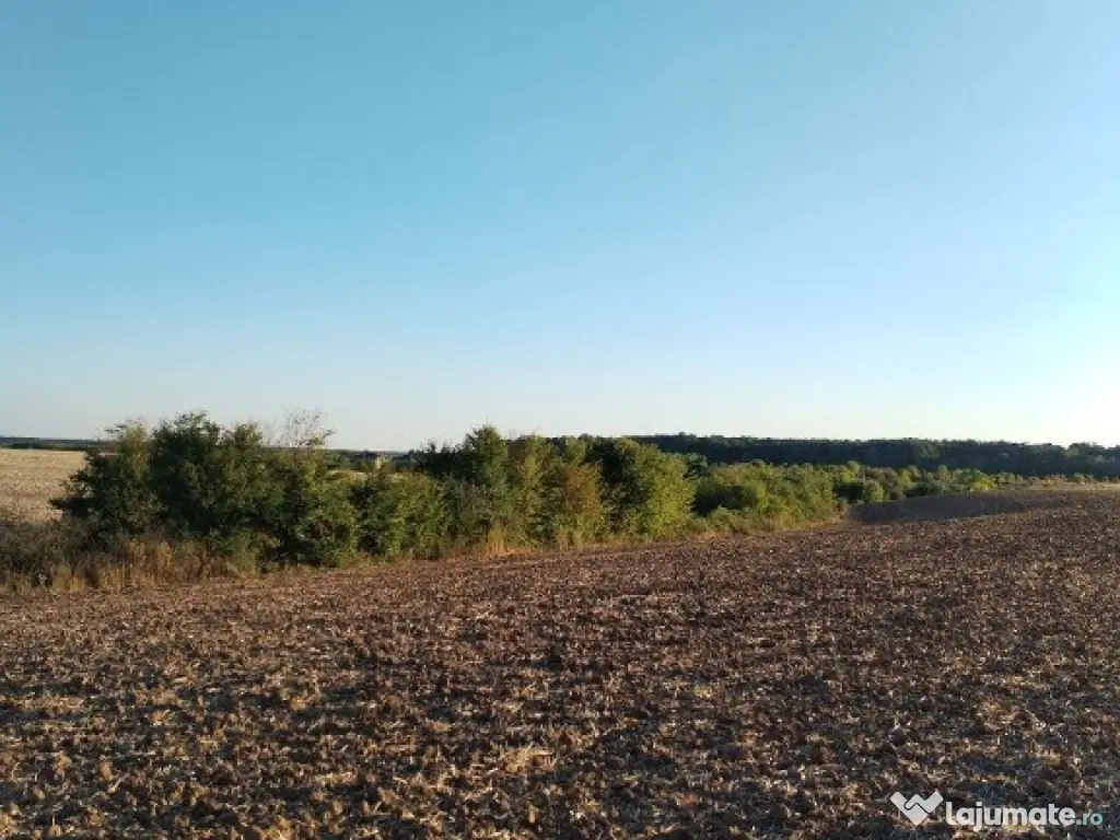 Ciolpani, spre Izvorani - COR, vanzare teren 5000mp. 