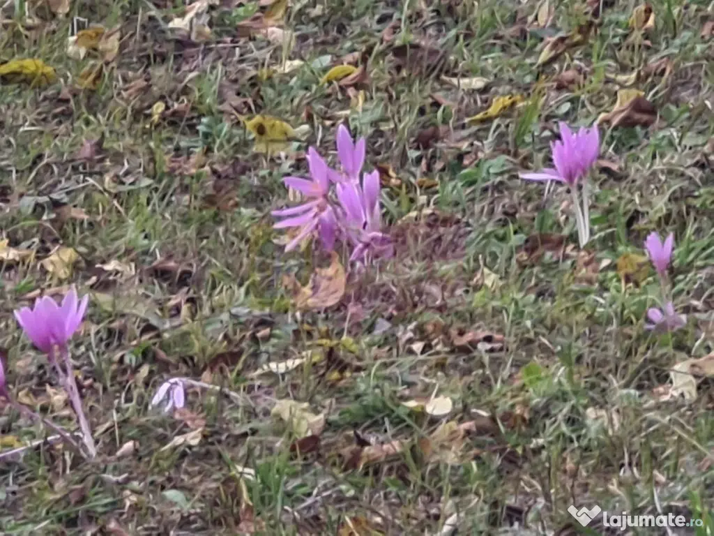 Casa batraneasca cu teren (4.910 mp) la Alunis 