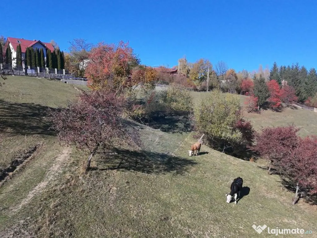 Teren 3,500mp Bran / Strada Bradul Inalt 