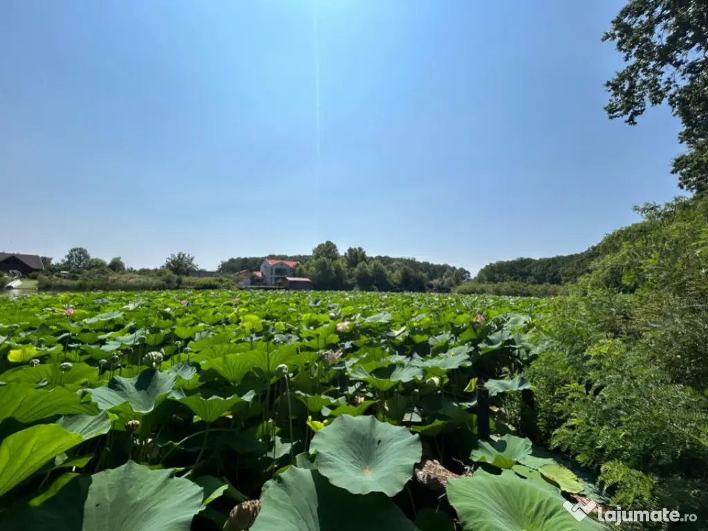 Teren de Vis pe malul lacului Snagov / 4000 mp in inima Natu