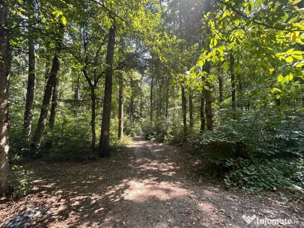 Teren de Vis pe malul lacului Snagov / 4000 mp in inima Natu