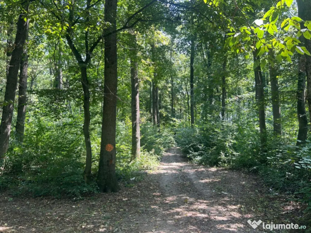 Teren de Vis pe malul lacului Snagov / 4000 mp in inima Natu