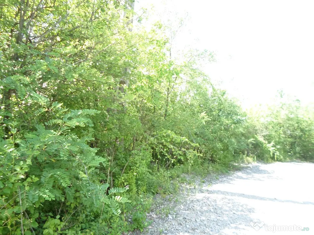 Teren intravilan in Boldesti Scaeni, Prahova, 7410 mp 