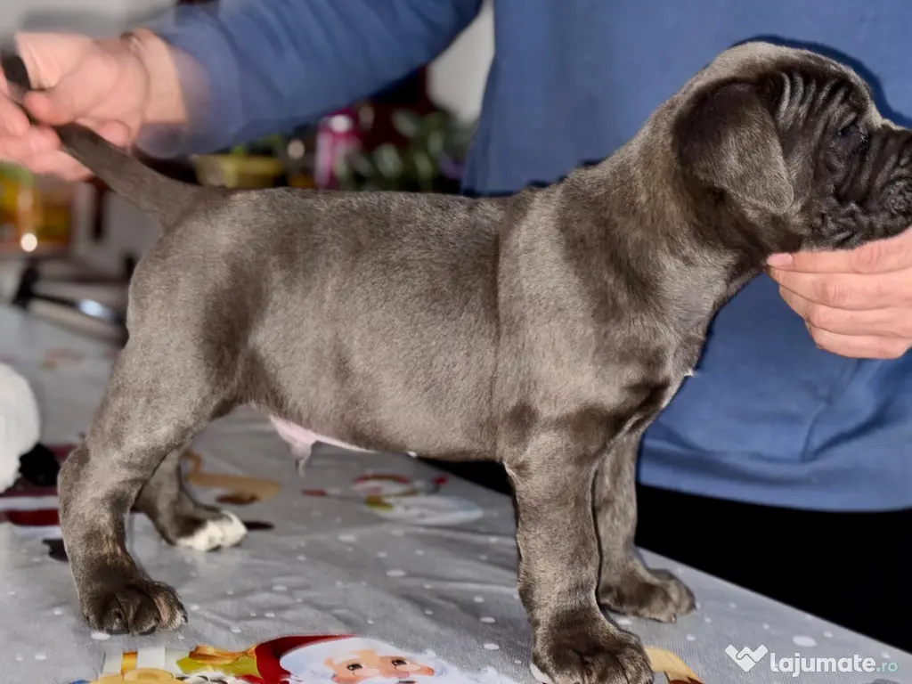 Căței Cane Corso cu pedigree tip A 