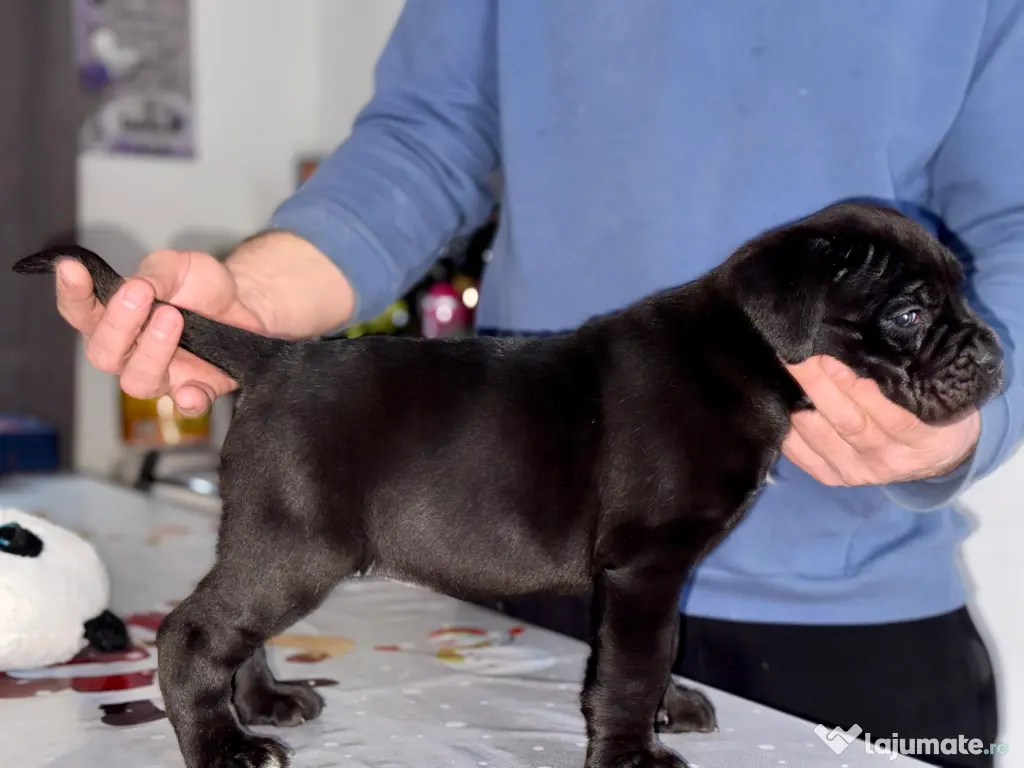 Căței Cane Corso cu pedigree tip A 