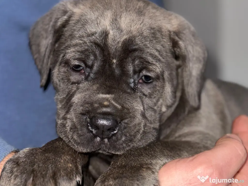 Căței Cane Corso cu pedigree tip A 