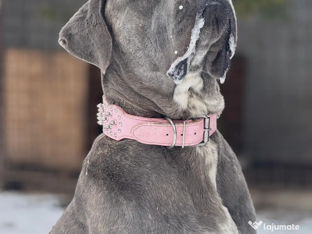Căței Cane Corso cu pedigree tip A 
