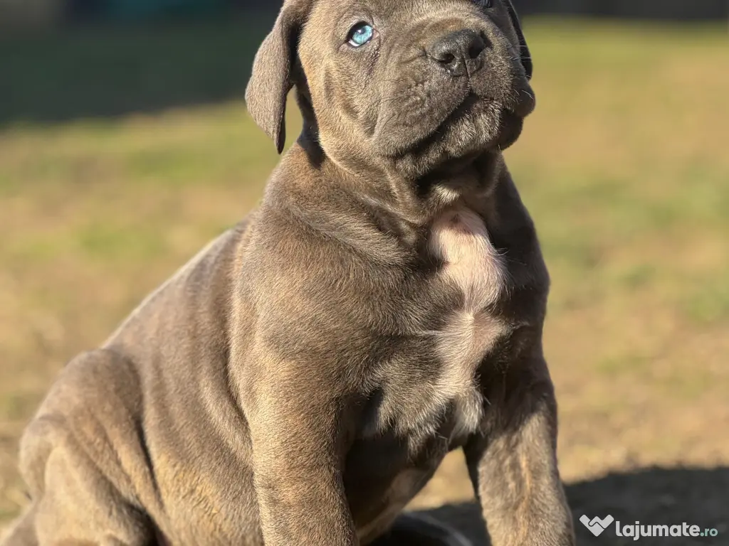 Căței Cane Corso cu pedigree tip A