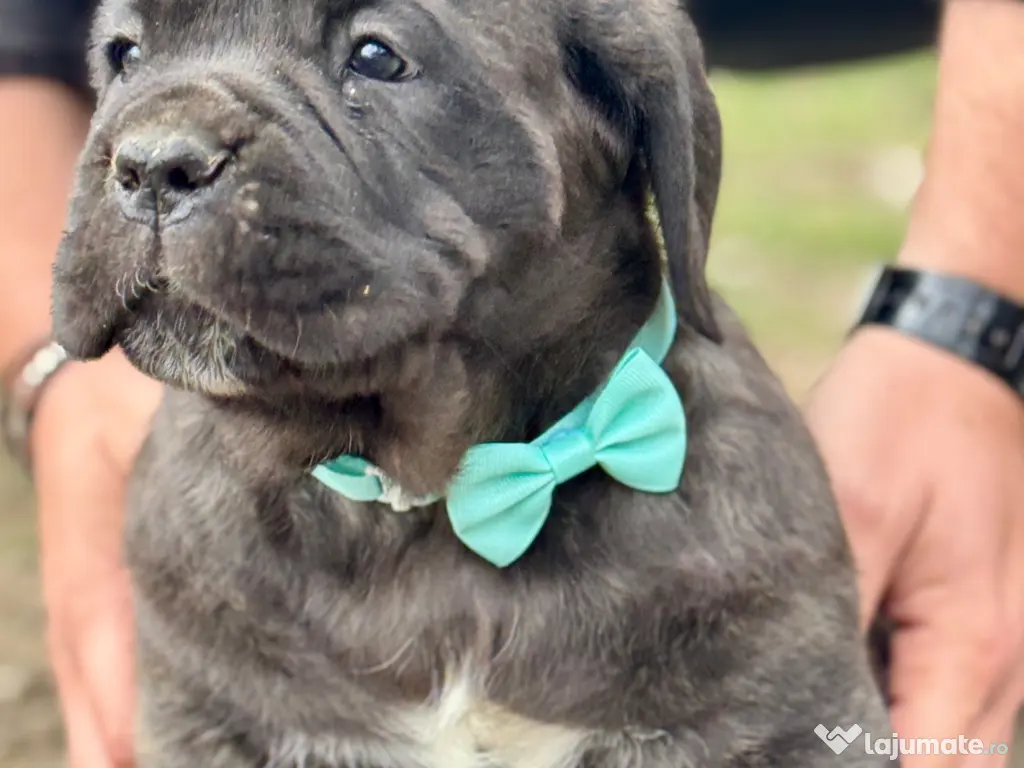 Căței Cane Corso cu pedigree tip A