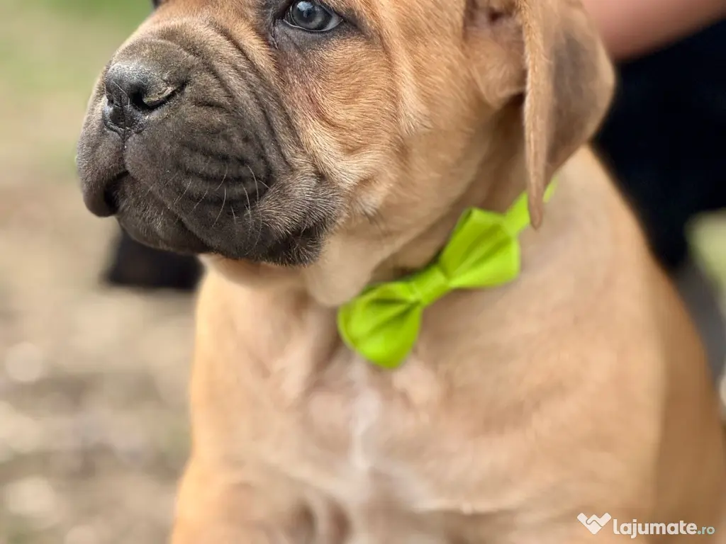 Căței Cane Corso cu pedigree tip A