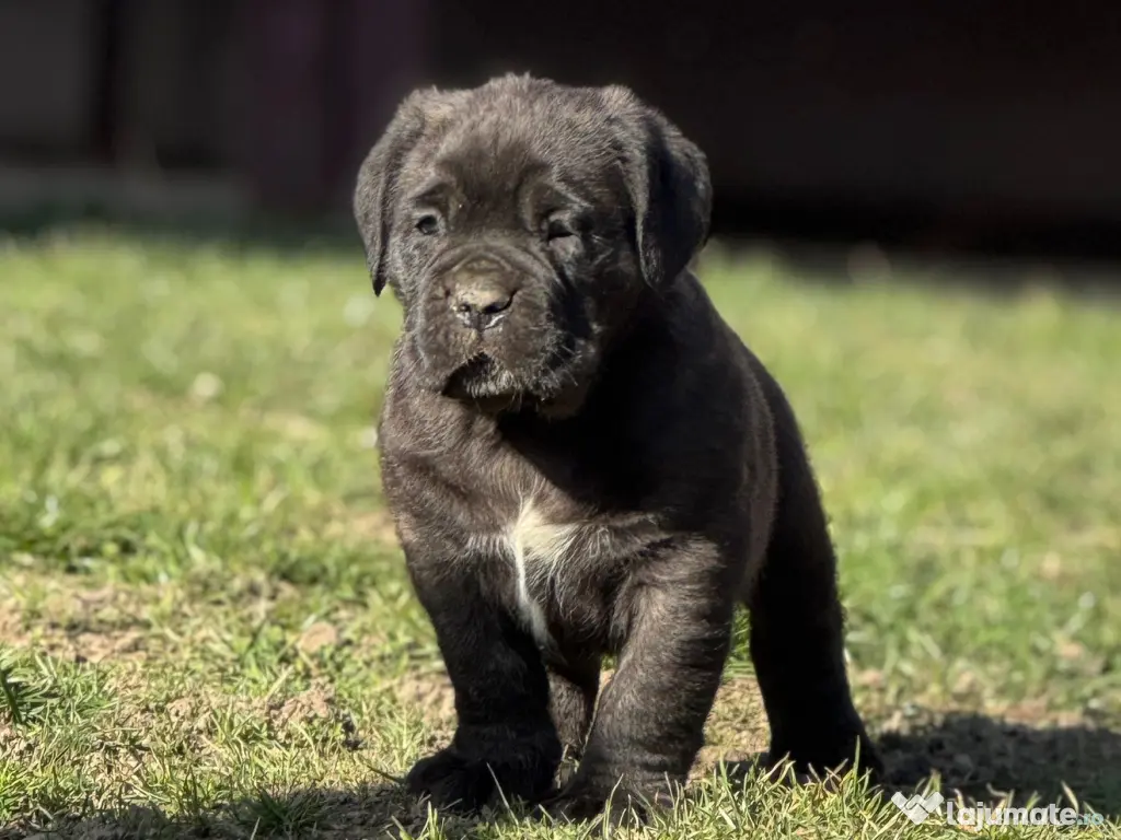 Căței Cane Corso cu pedigree tip A